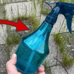 Malas hierbas y musgo en el jardín, basta con pulverizarlo para eliminarlos definitivamente