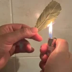 Quema 1 hoja de salvia en casa, 5 minutos después notarás los efectos: qué pasa
