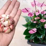 Un clavo en las plantas y te costará creer los resultados: son inmediatos