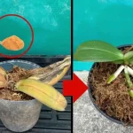 Orquídeas podridas, no hay que tirarlas: con una pizca de esto vuelven a la vida