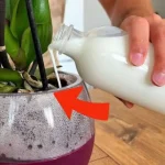 Orquídeas, si las riegas con este ingrediente florecen 10 veces más