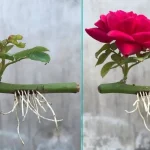 Cómo propagar rosas con un vaso de agua: florecerán en unos días