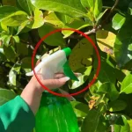 Elimine las plagas de las plantas en solo segundos, simplemente rocíe esto