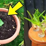 Aloe vera, de la hoja a la planta: con este método se reproduce infinitamente