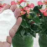 Con solo una cucharada de este ingrediente harás que las plantas florezcan