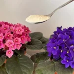 Haga esto todas las noches para que sus violetas florezcan profusamente, florecerán de inmediato.