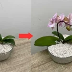 Usa esto en lugar de tierra, nunca has tenido orquídeas así: estarán muy frondosas