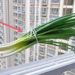 Cuelga un puñado de chalotes en la ventana, el efecto es poderoso: lo que sucede
