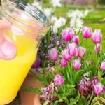 El truco del florista para tener tulipanes sanos y exuberantes: te durarán meses
