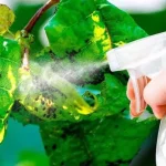 Remedio casero para eliminar los pulgones de las plantas por unos céntimos: está en la cocina