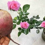 Este fertilizante natural hará que una avalancha de flores florezca en cualquier planta.