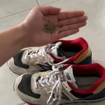 Pon un poco de romero en tus zapatos antes de dormir: por qué