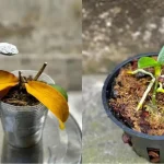 Orquídea podrida y moribunda, una cucharada de esta es suficiente para revivirla en 1 momento
