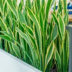 5 Reasons Why You Should Have a Sansevieria at Home