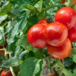 8 Common Mistakes to Avoid for a Successful Tomato Harvest