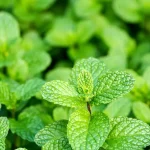 8 surprising reasons to grow mint at home