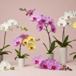 A healthy, lush orchid: where to place it to make it bloom: the unexpected place