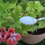 Abono DIY: el método para tener plantas sanas y fuertes
