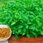 Abono natural para plantas de hortalizas: cómo prepararlo