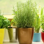 Best Indoor Plants that Repel Mosquitoes