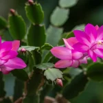 Christmas Cactus, this is enough to make it magically bloom