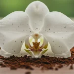 Coffee grounds on orchids: 3 reasons why you should do it now.