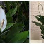 Come coltivare lo spatafillo in casa: i trucchi per farlo fiorire e travasarlo