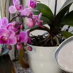 Cómo abonar orquídeas: el método natural y eficaz