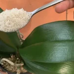 Cómo alimentar a las orquídeas: el método con dos ingredientes naturales