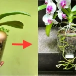 Cómo alimentar correctamente a las orquídeas: el método de la cáscara de huevo