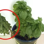 Cómo cuidar adecuadamente las plantas: los errores más comunes en jardinerí