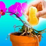 Cómo cuidar las orquídeas con jugo de limón