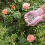 Cómo cuidar las rosas del balcón para tener una floración más exuberante