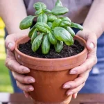 Cómo cultivar con éxito albahaca en macetas: trucos y consejos para un mantenimiento óptimo