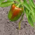 Cómo cultivar correctamente pimientos en macetas