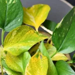 Cómo curar Pothos con hojas secas en agua