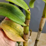 Cómo curar orquídeas enfermas: el método natural y efectivo