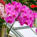 Cómo estimular el crecimiento de las orquídeas: el método natural