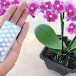Cómo estimular el crecimiento de raíces: 5 remedios caseros para tus plantas