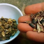 Cómo hacer compost con residuos de semillas y frutos secos