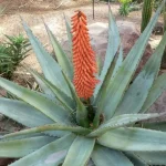 Cómo hacer flor de aloe vera: los consejos a seguir