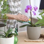 Cómo hacer florecer orquídeas con un ingrediente natural