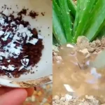 Cómo hacer un abono con restos de comida