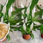 Cómo hacer un abono natural: el remedio sencillo y eficaz