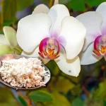 Cómo hacer un abono para orquídeas: el método de la cáscara de huevo