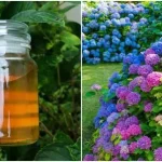 Cómo hacer un fertilizante para plantas con flores.