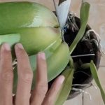 Cómo limpiar las hojas de las orquídeas con un solo ingrediente natural