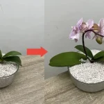 Cómo limpiar y proteger las hojas de las orquídeas: el método rápido con limón