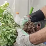 Cómo multiplicar pothos: el método fácil para todos