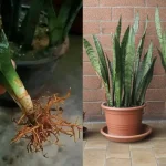 Cómo propagar Sansevieria: dos formas prácticas y rápidas.